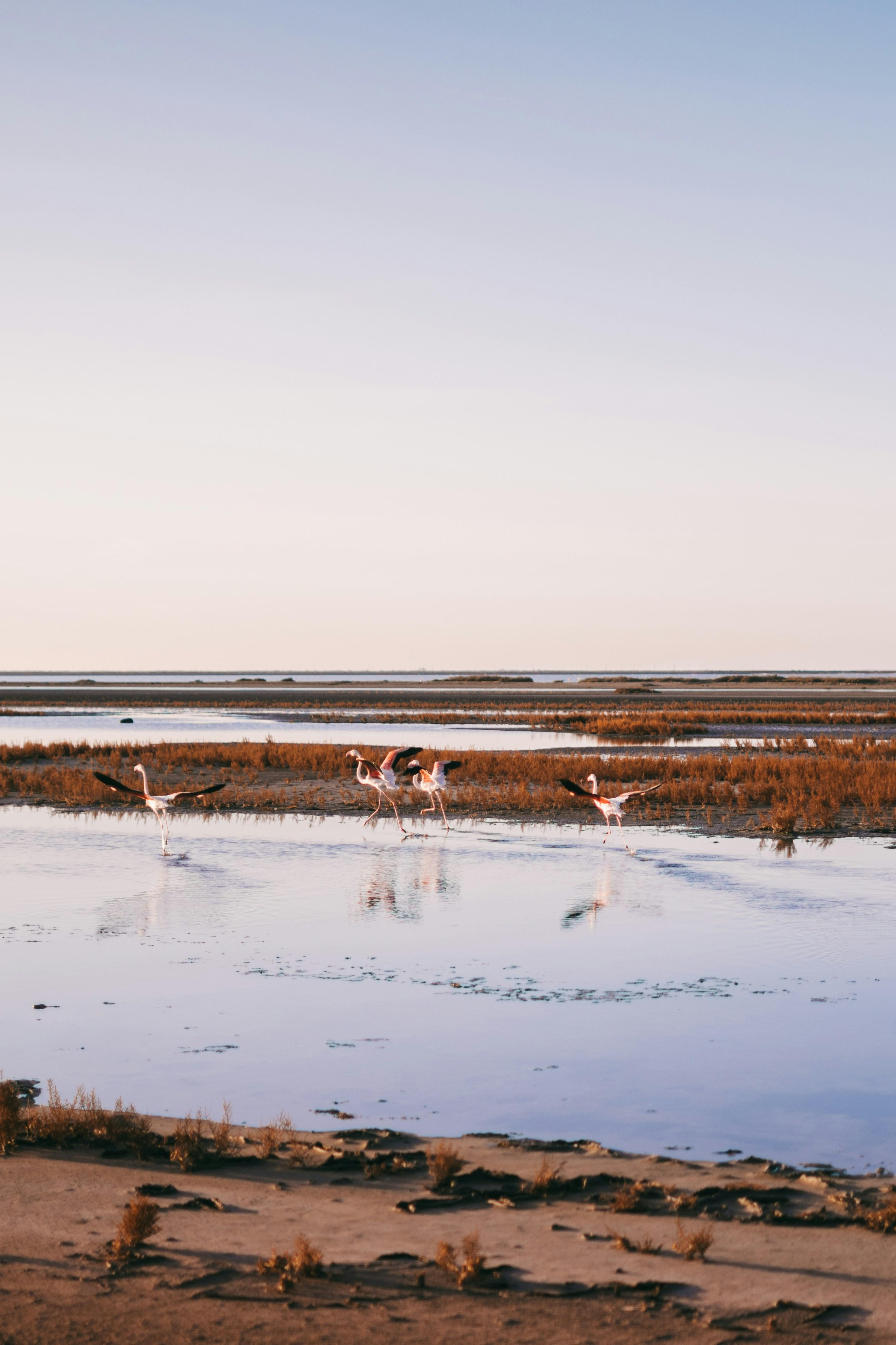 Les marais de Camargue 