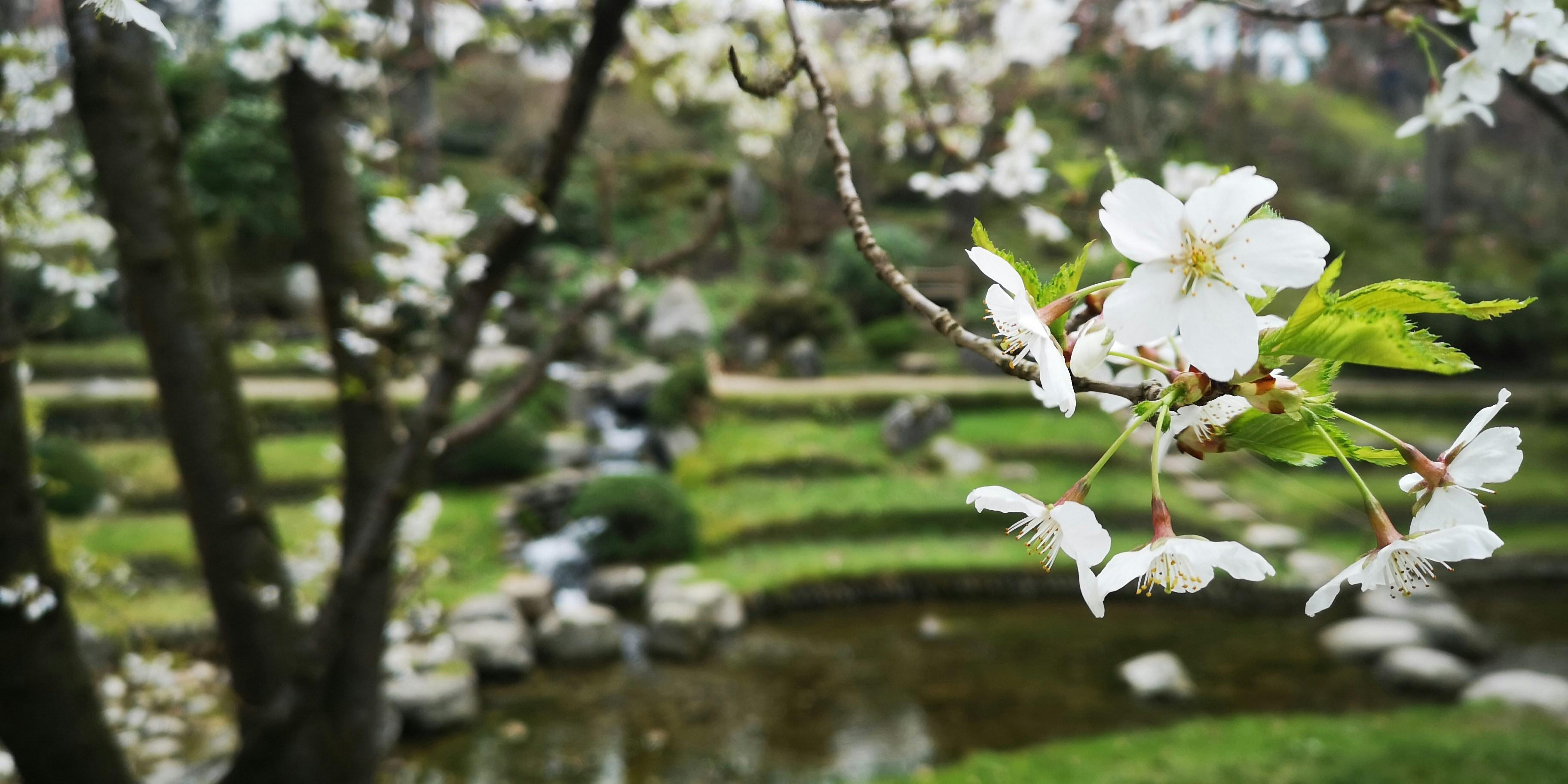 Le jardin japonais du musée Albert-Kahn