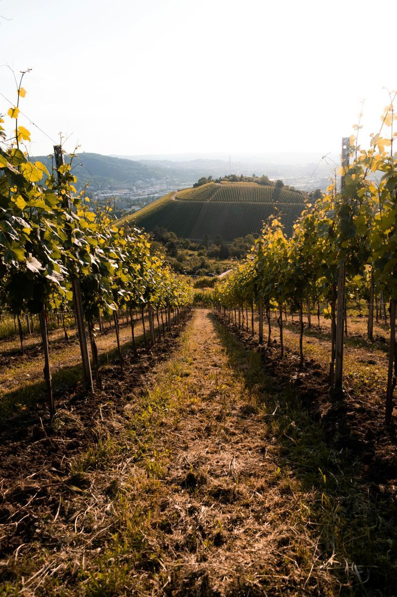 Les vignes qui entourent Stuttgart 