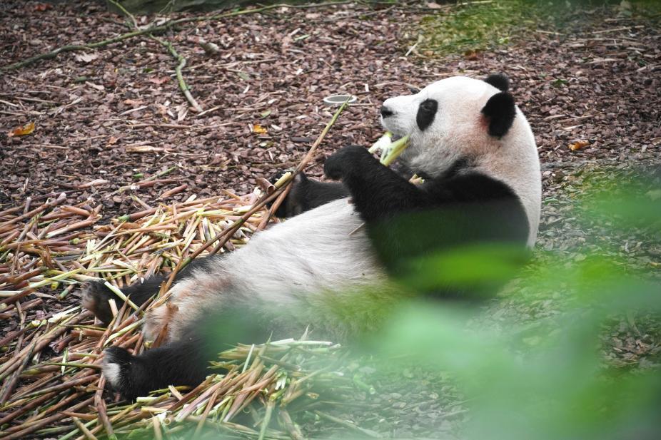 Les pandas du centre de recherche de Chengdu