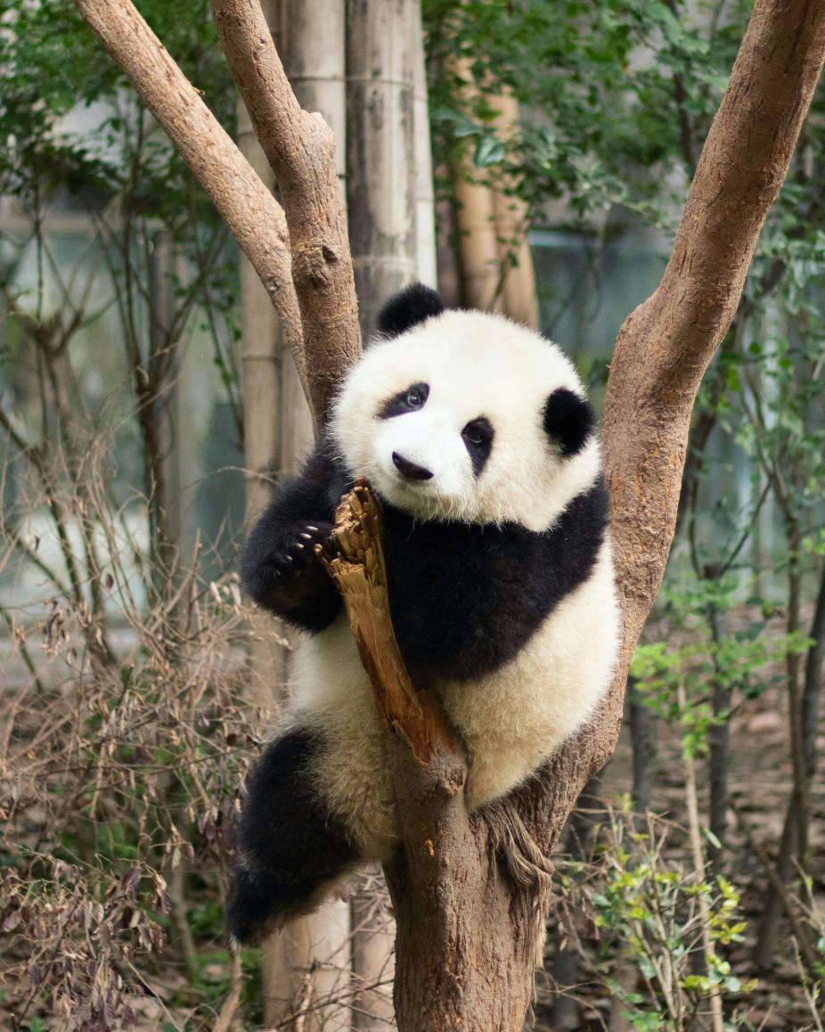 Les pandas du Centre de recherche sur les pandas géants de Chengdu