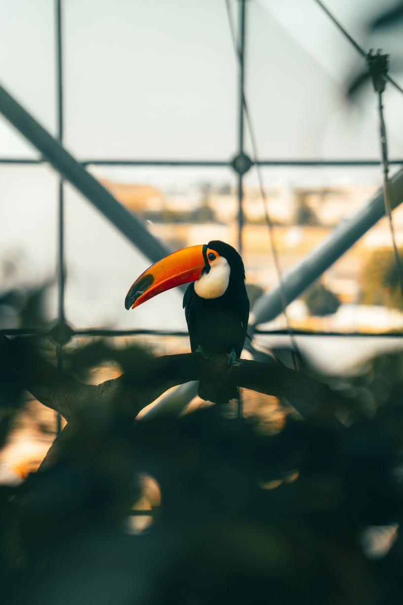 Un toucan, sous le dôme du Green Planet de Dubaï