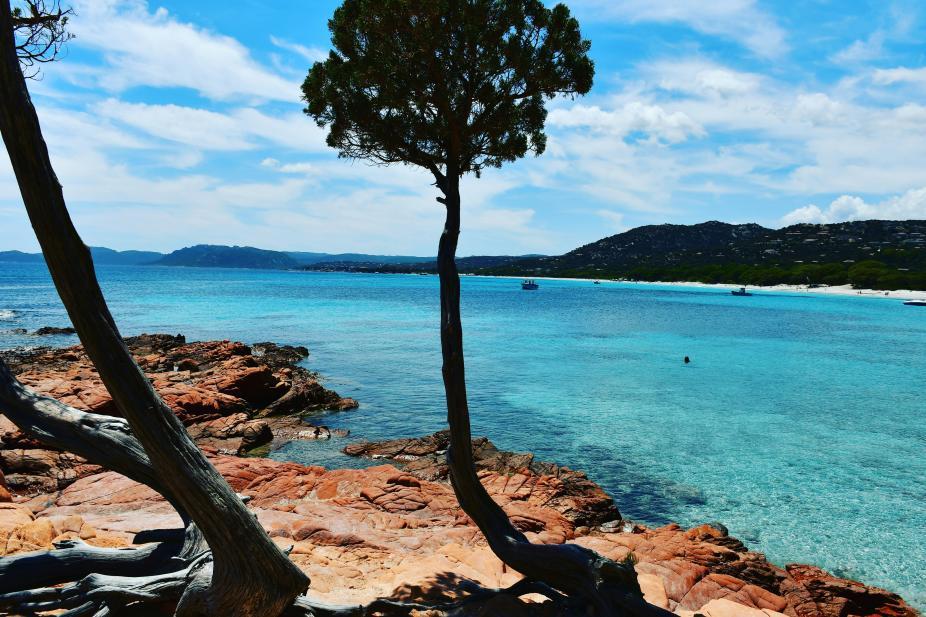 Les pins au bord des plages, en Corse