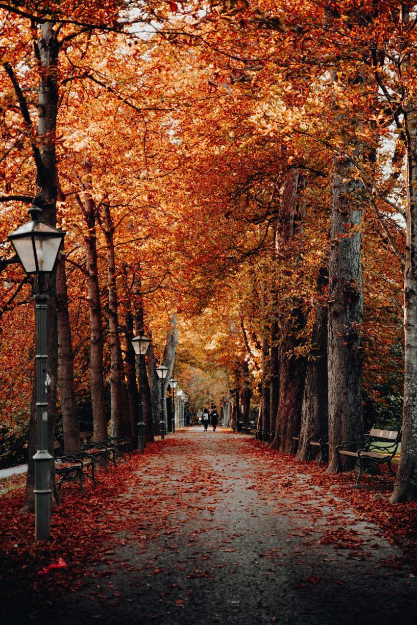 Une allée en automne 
