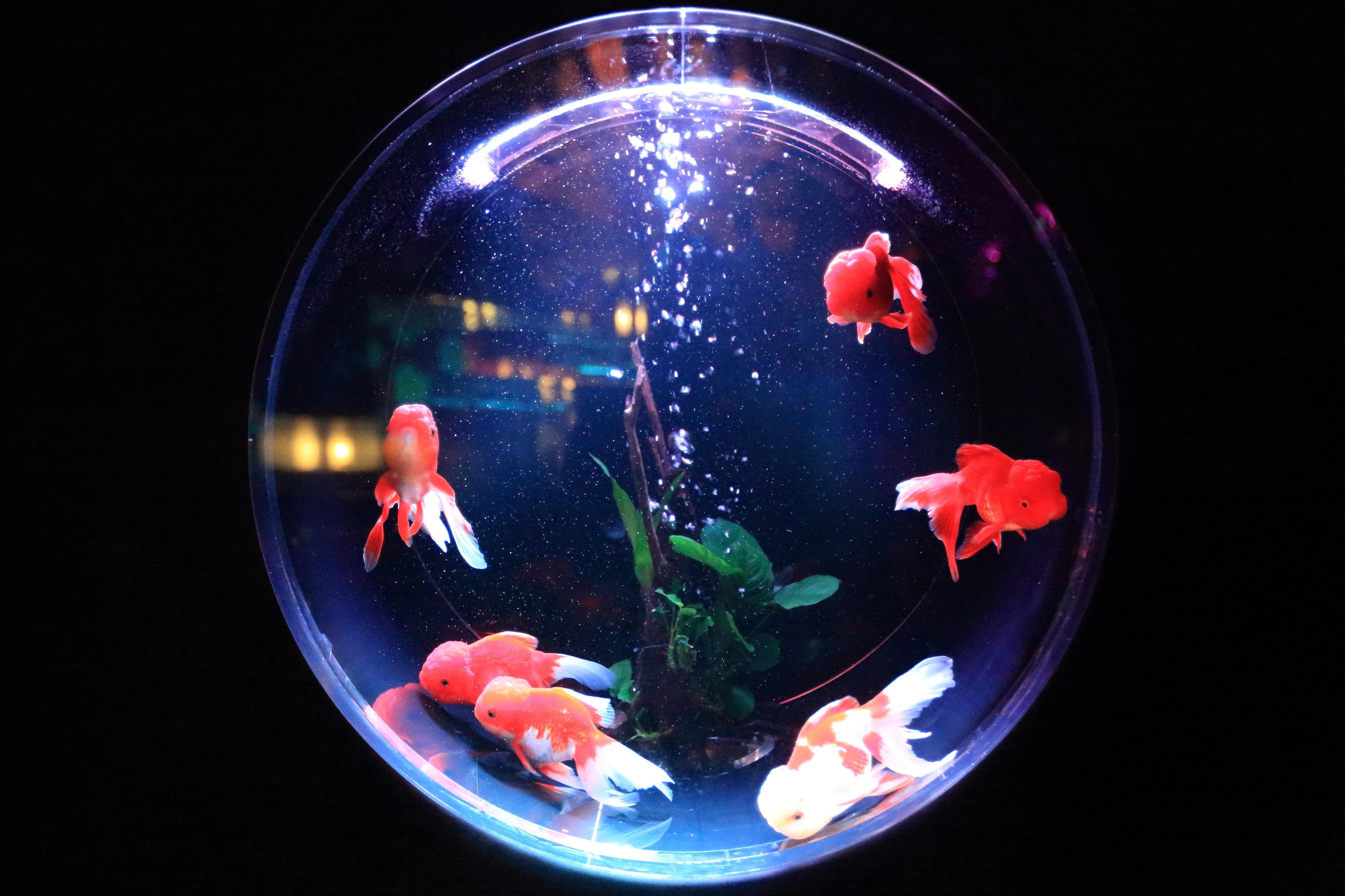 Poissons rouge 