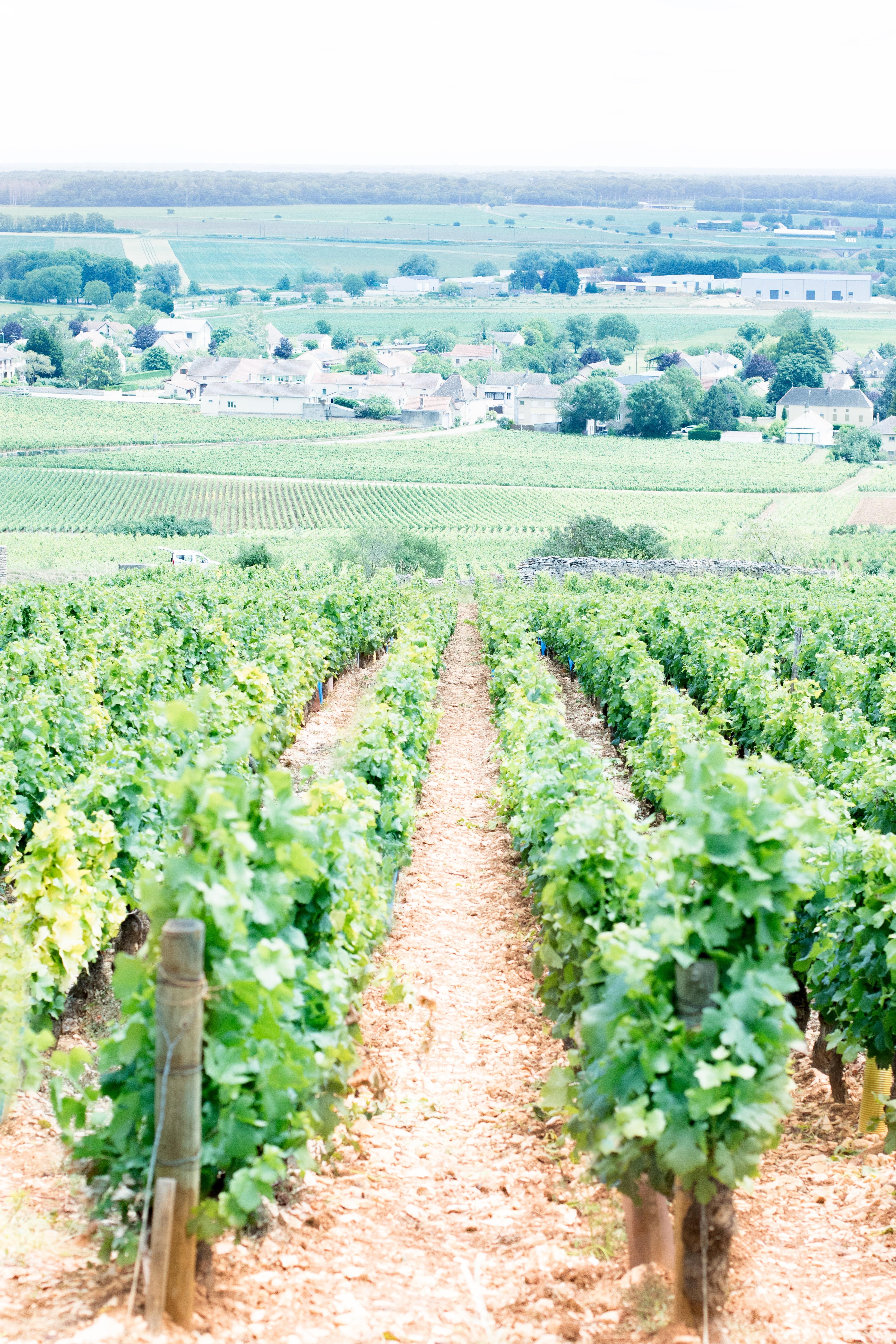 Les vignes de côtes de Beaune