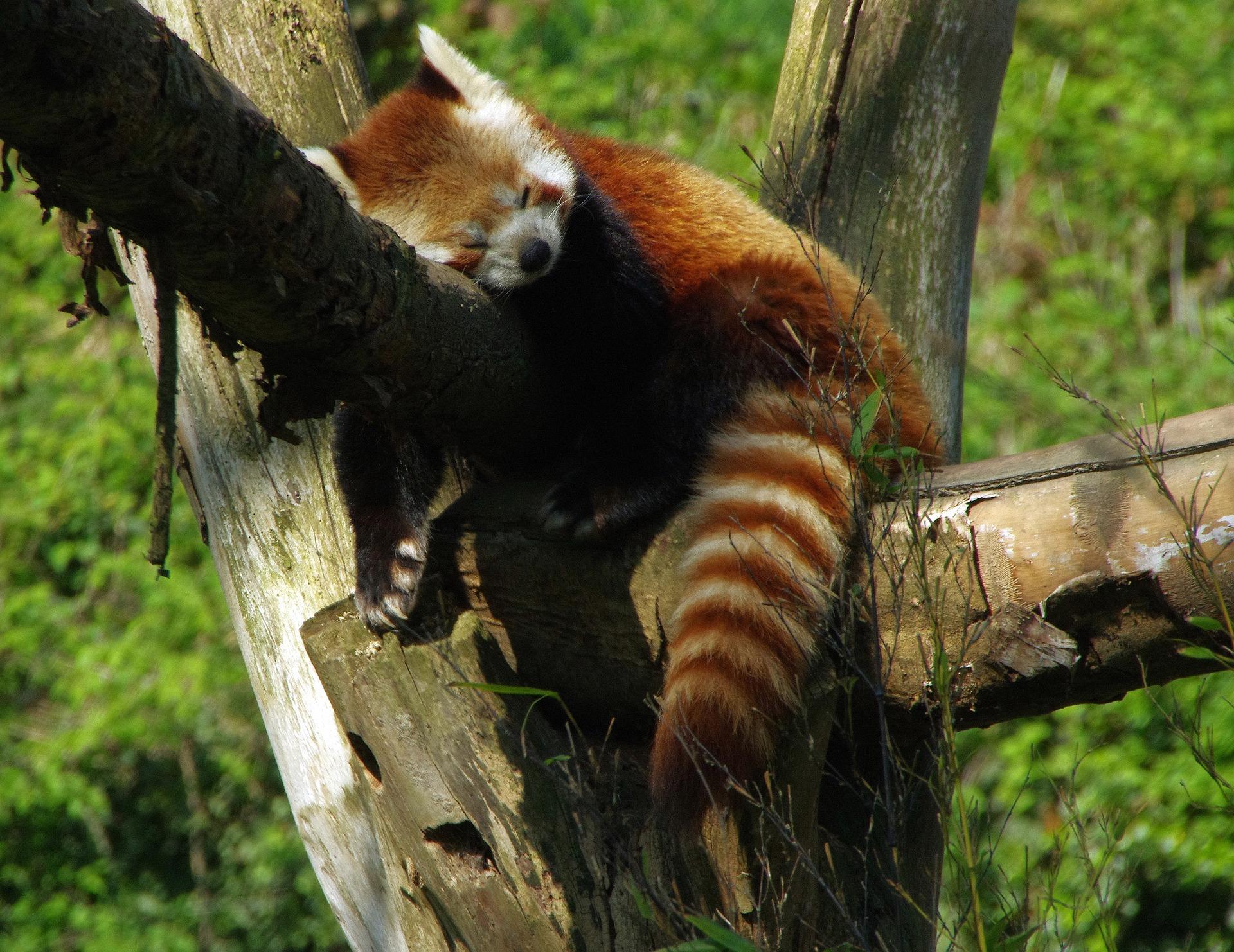 La panda roux du zoo de Lille 