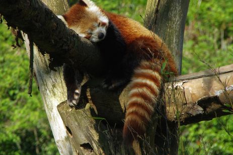 La panda roux du zoo de Lille 