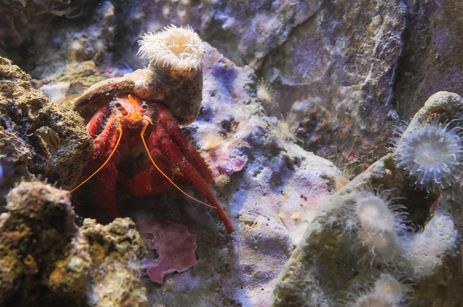 Un crustacé de l'aquarium de Monaco 