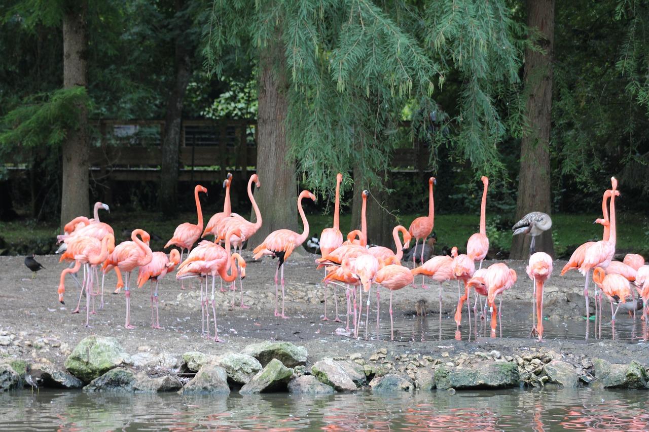 Les flamants roses 