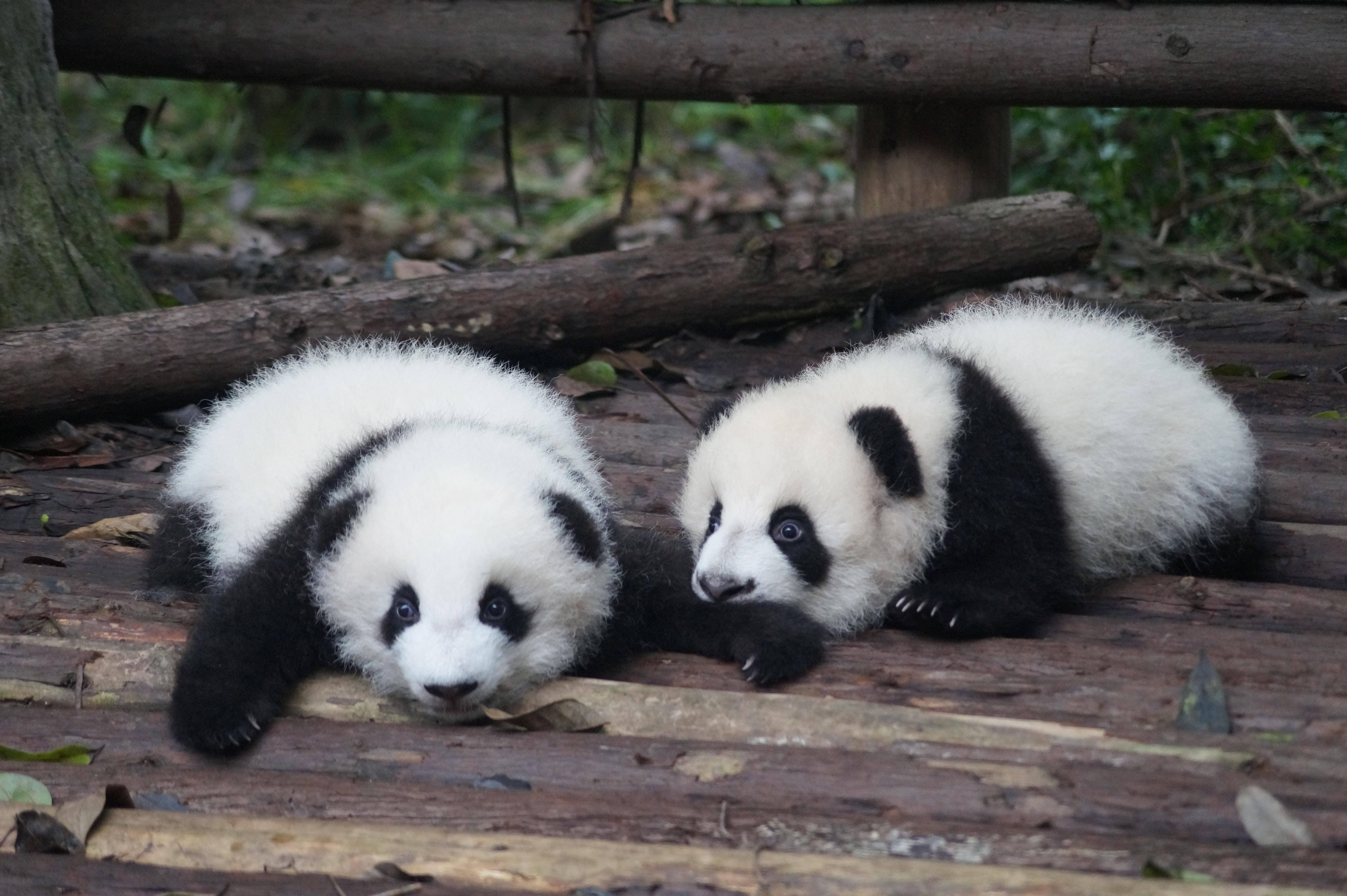 Les bébés pandas du zoo de Beauval