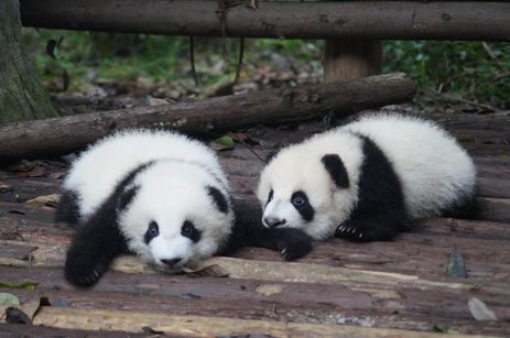 Les bébés pandas du zoo de Beauval