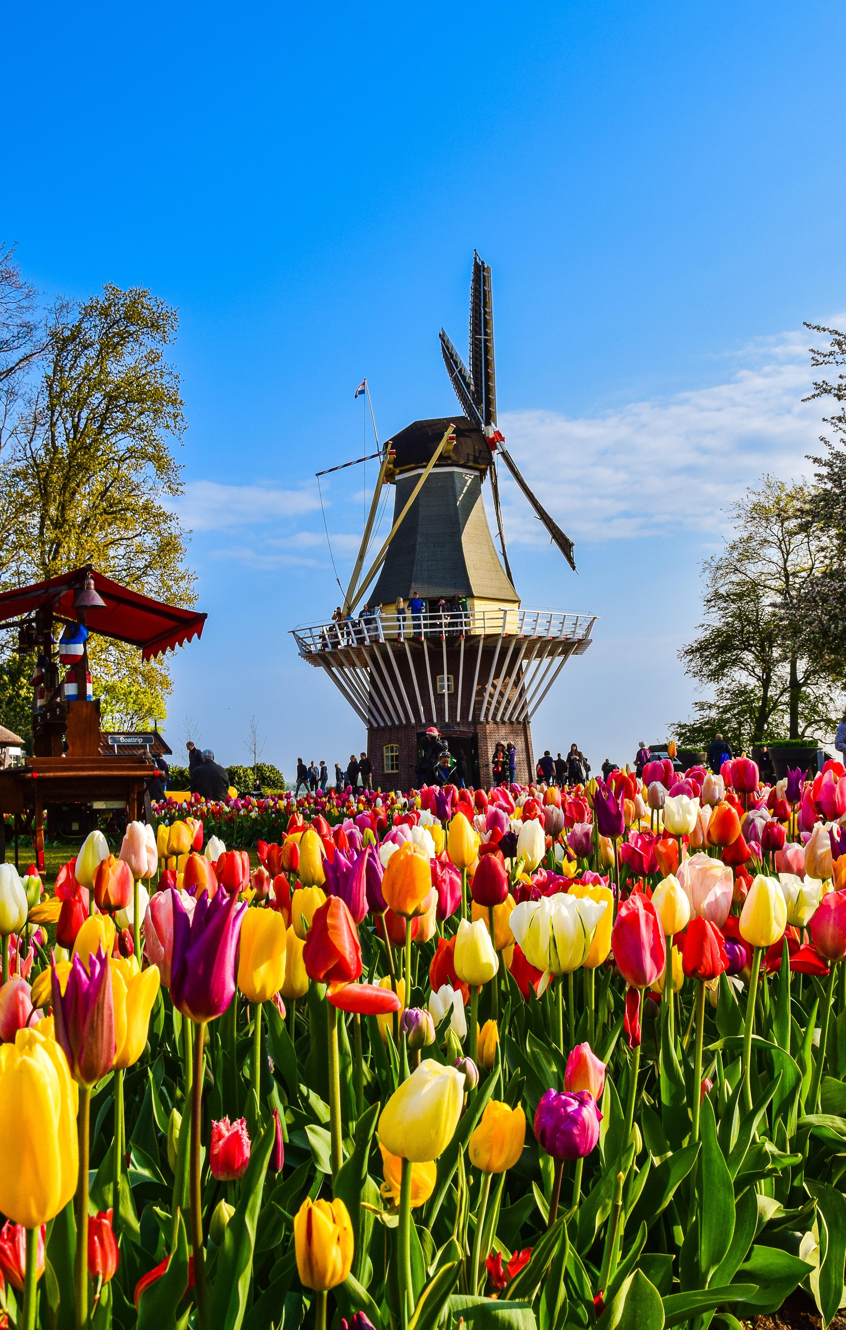 Le moulin du jardin du Keukenhof