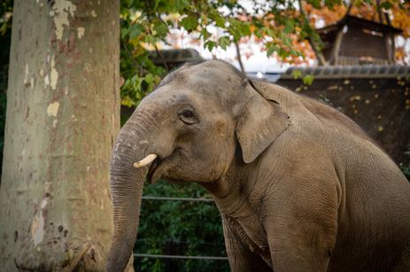 Les éléphants du zoo d'Anvers 