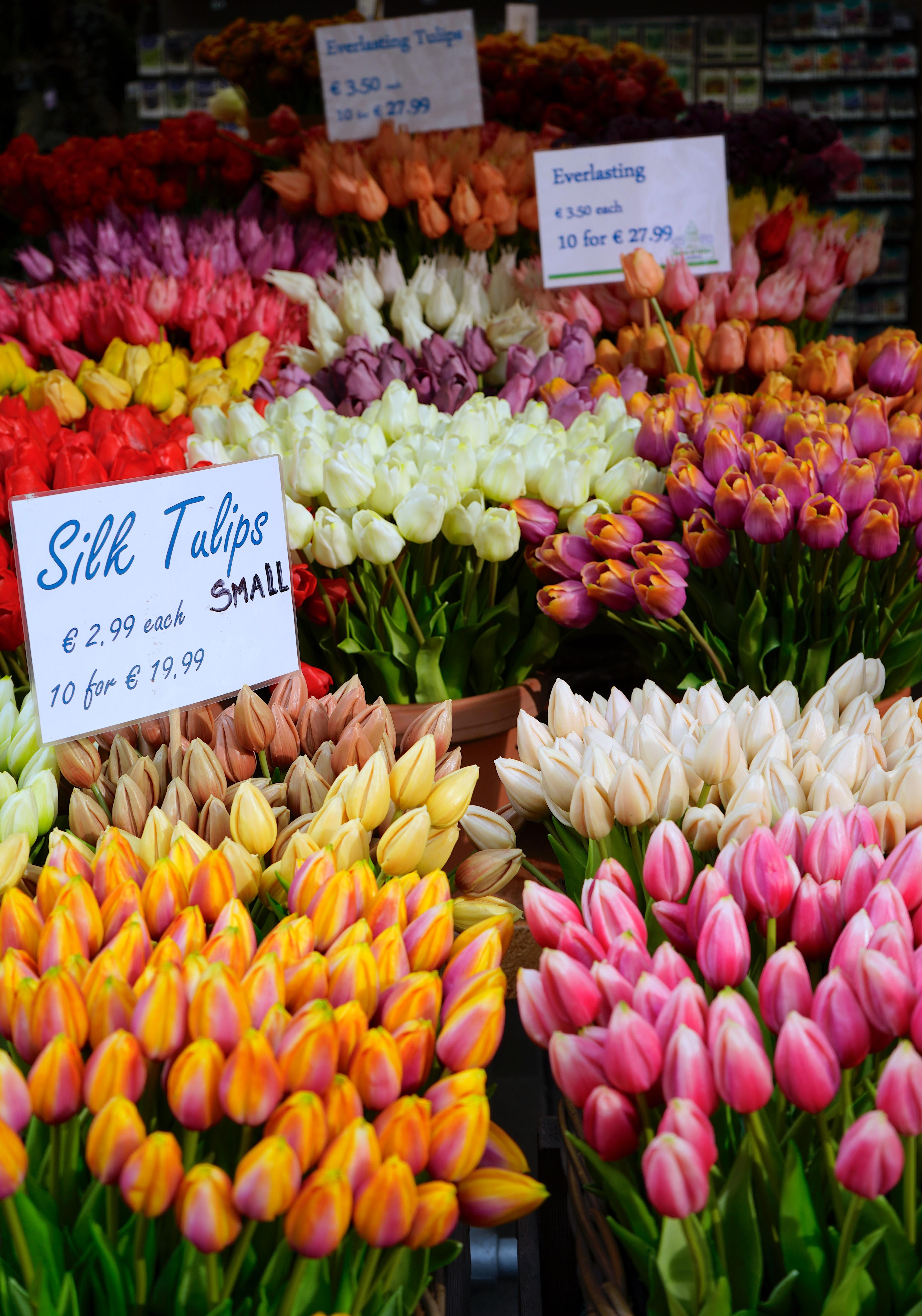 Les tulipes au marché aux fleurs d'Amsterdam