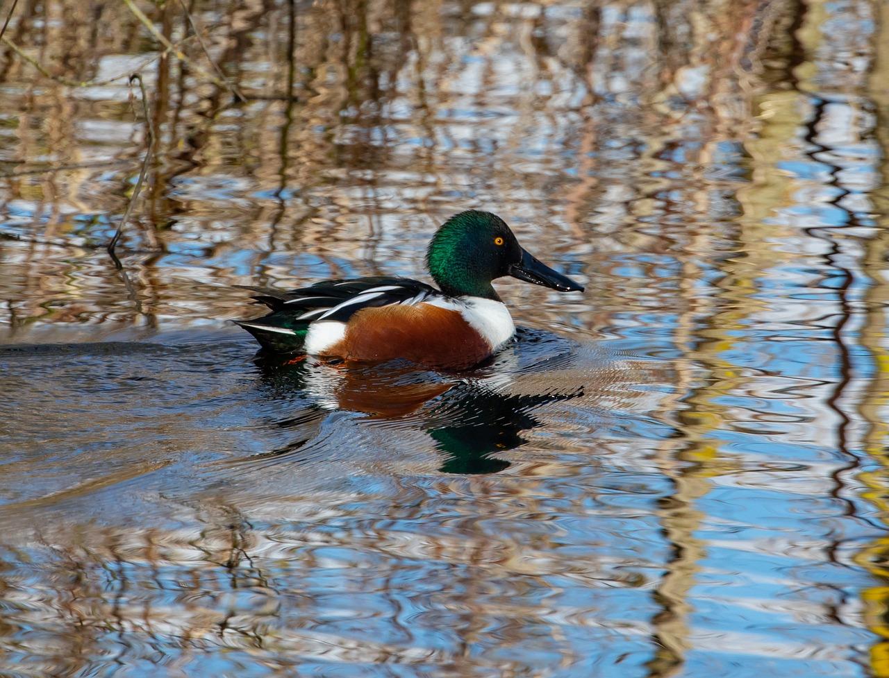 Le canard souchet dans le parc régional du Morbihan