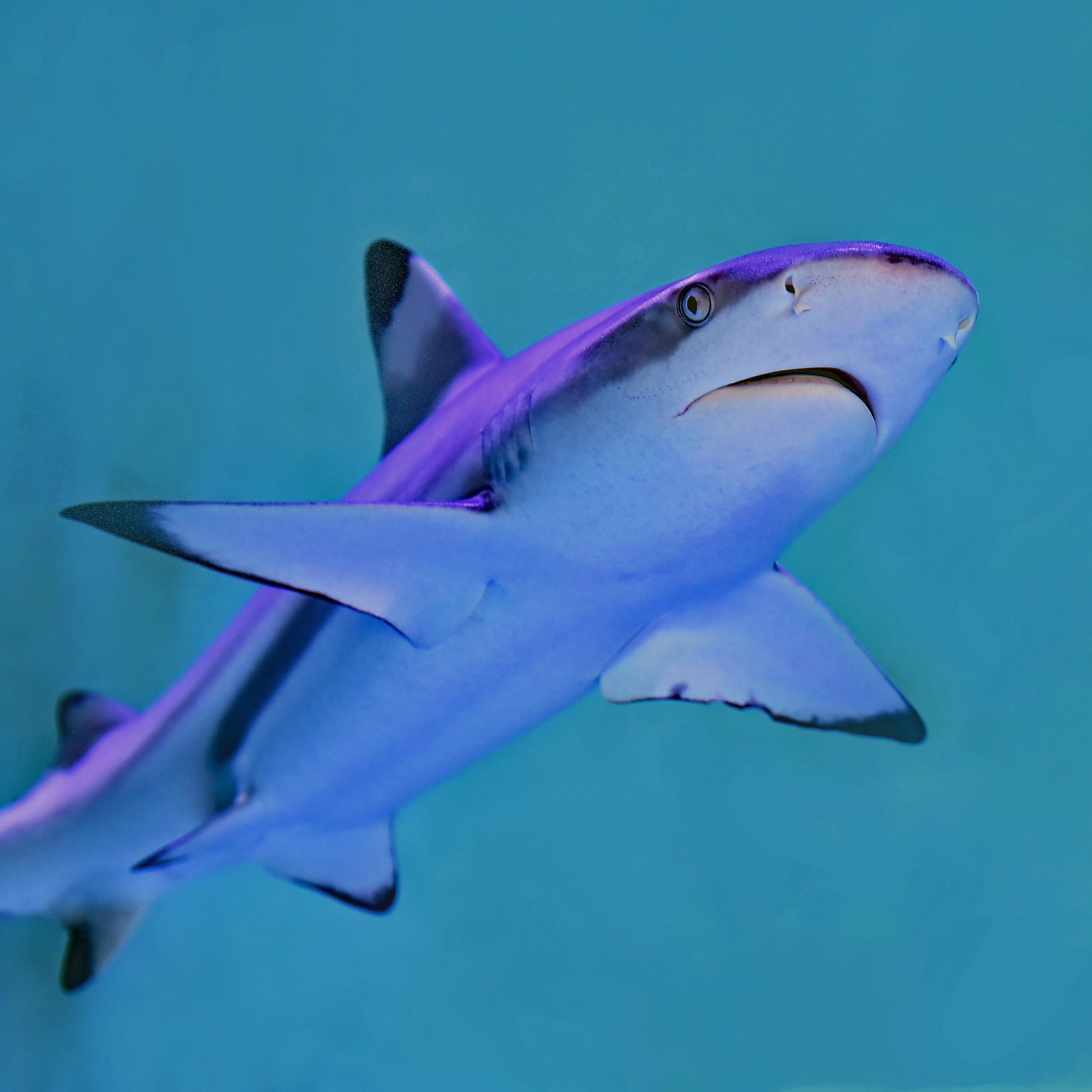 Un requin pointe noire de l'aquarium Sea Life Val d'Europe 