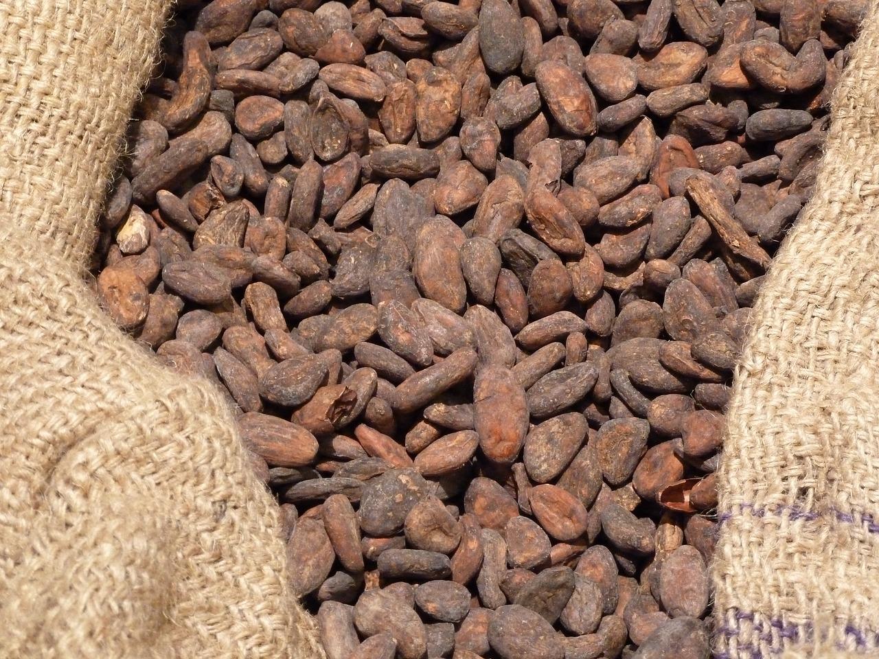 Les fèves de cacao du musée du chocolat à Bruxelles 