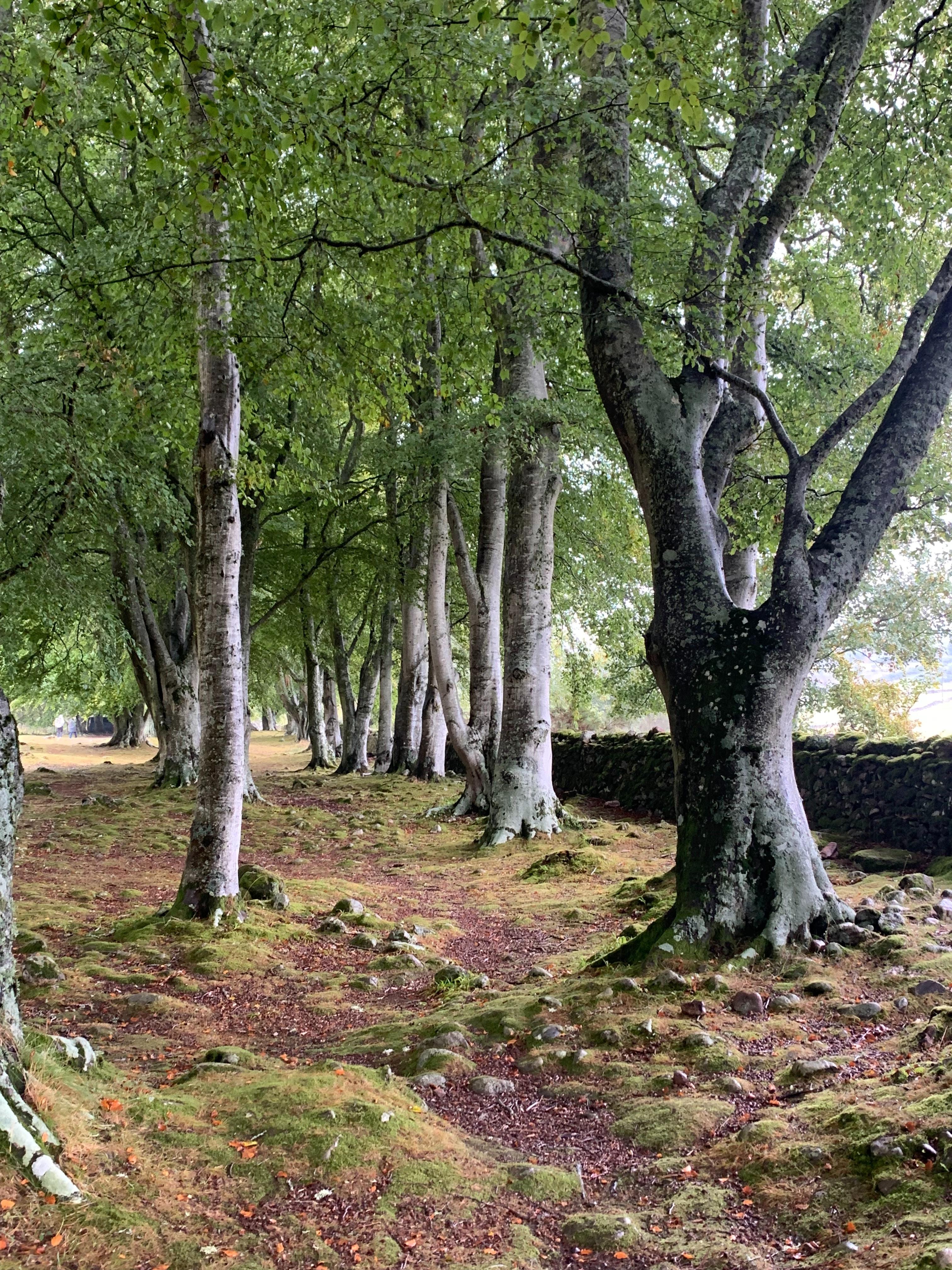 Le champ de bataille de Culloden 