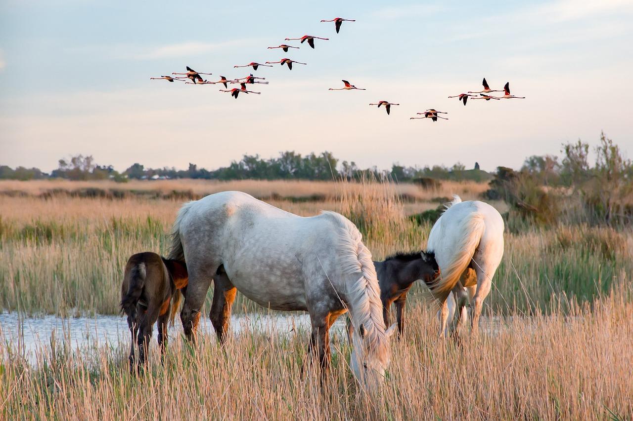 Chevaux camarguais dans les marais