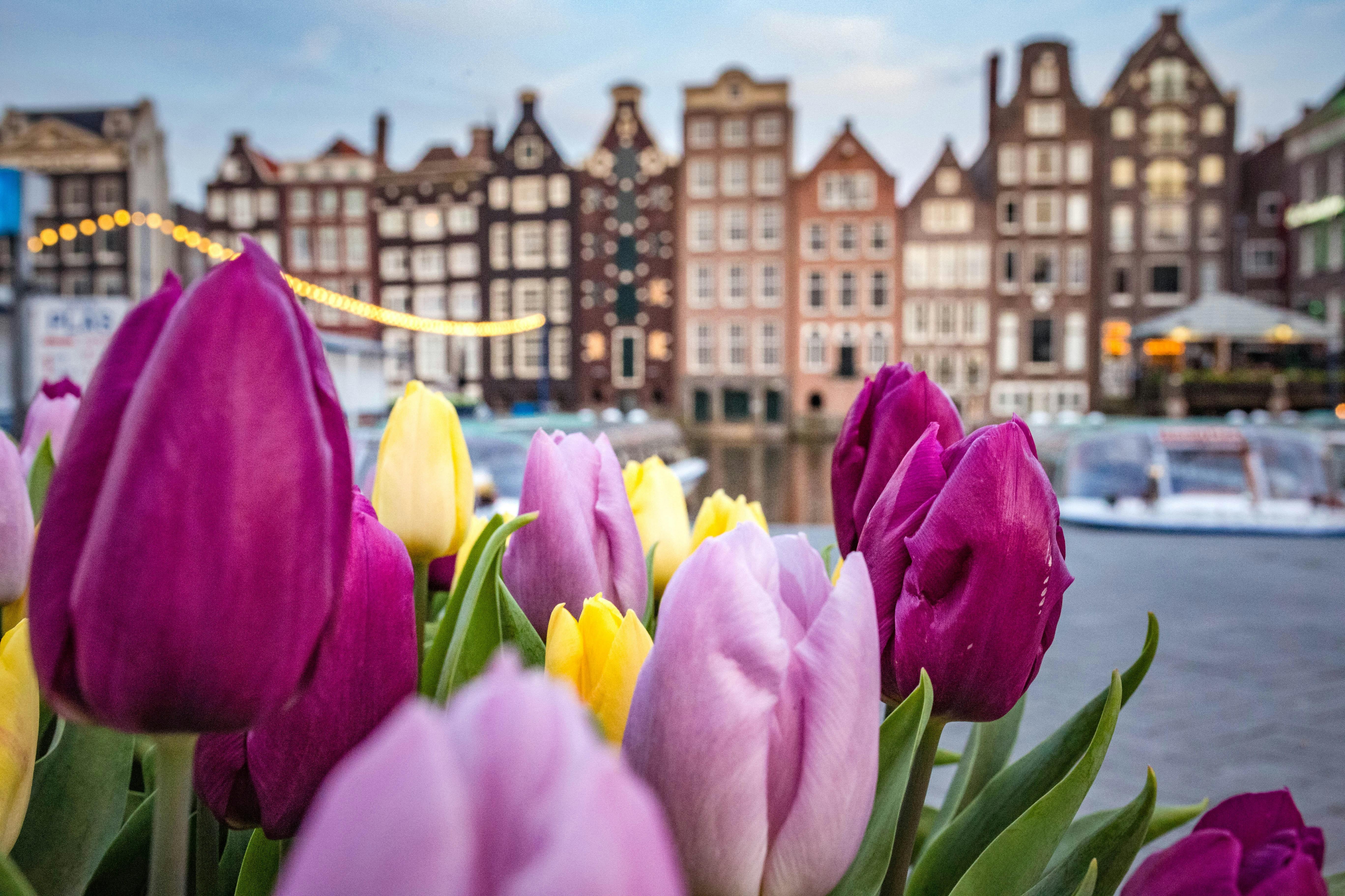 Amsterdam à la saison des tulipes 