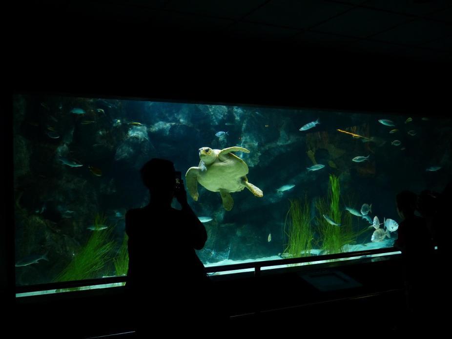 L'aquarium de Dubaï 