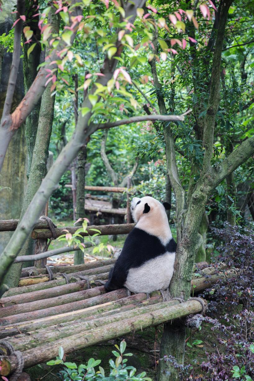 Les pandas du centre de recherche sur le panda géant de Chengdu