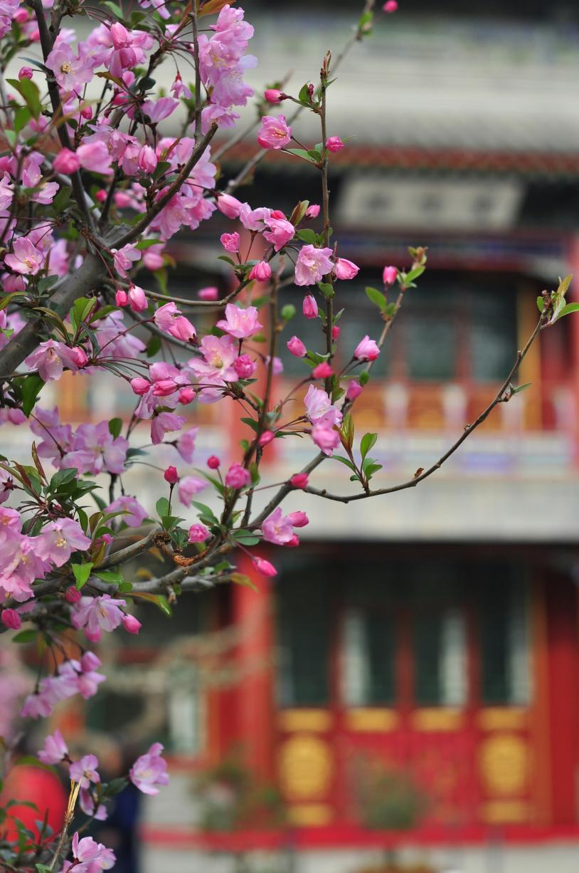 Les cerisiers en fleurs à Chengdu