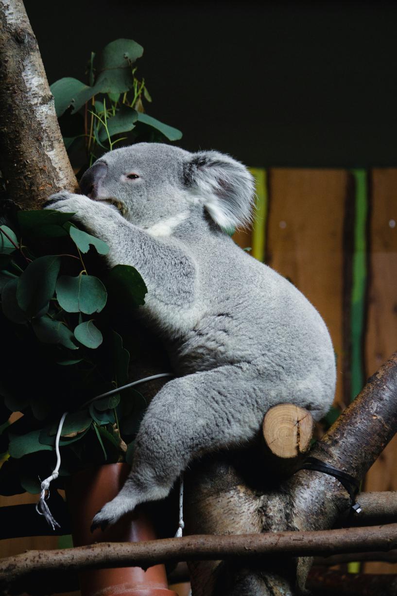 Les koalas du zoo d'Edimbourg