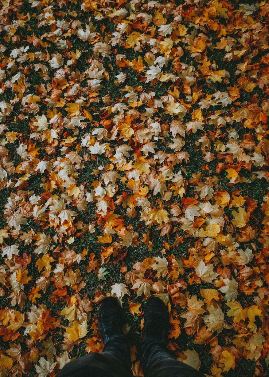 un parterre de feuilles 