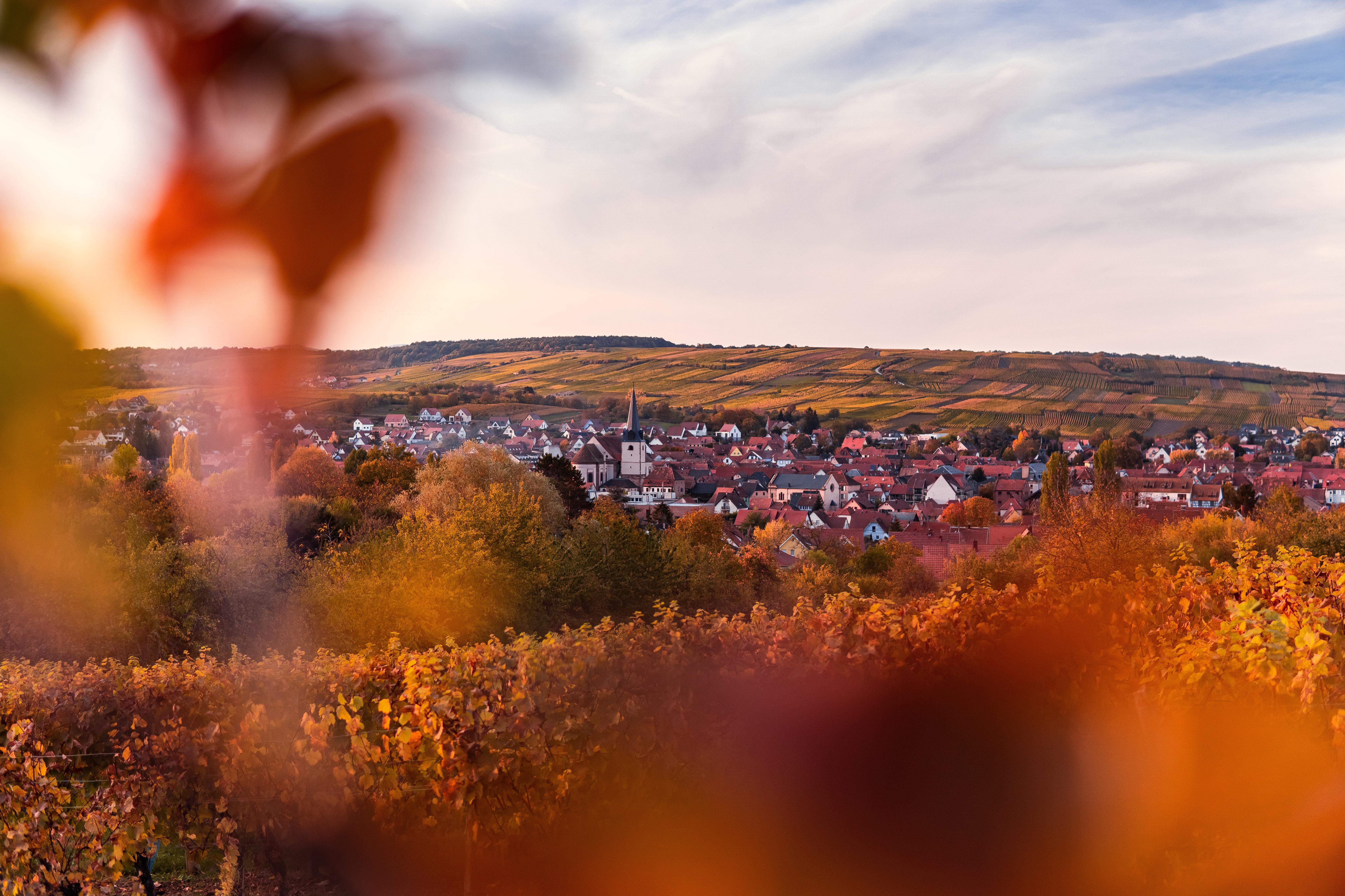 la route des vins d'Alsace