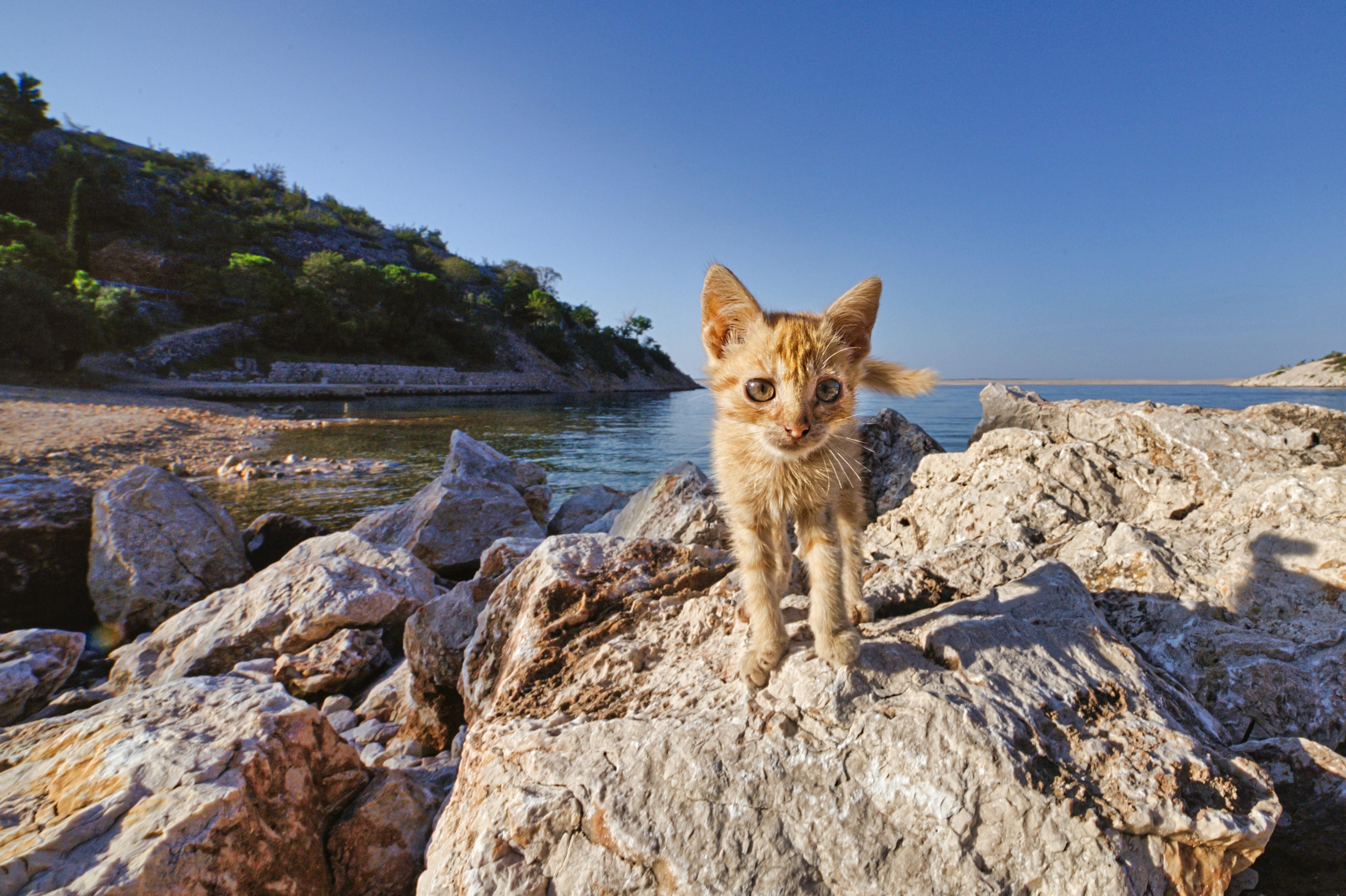 Un chat à la mer