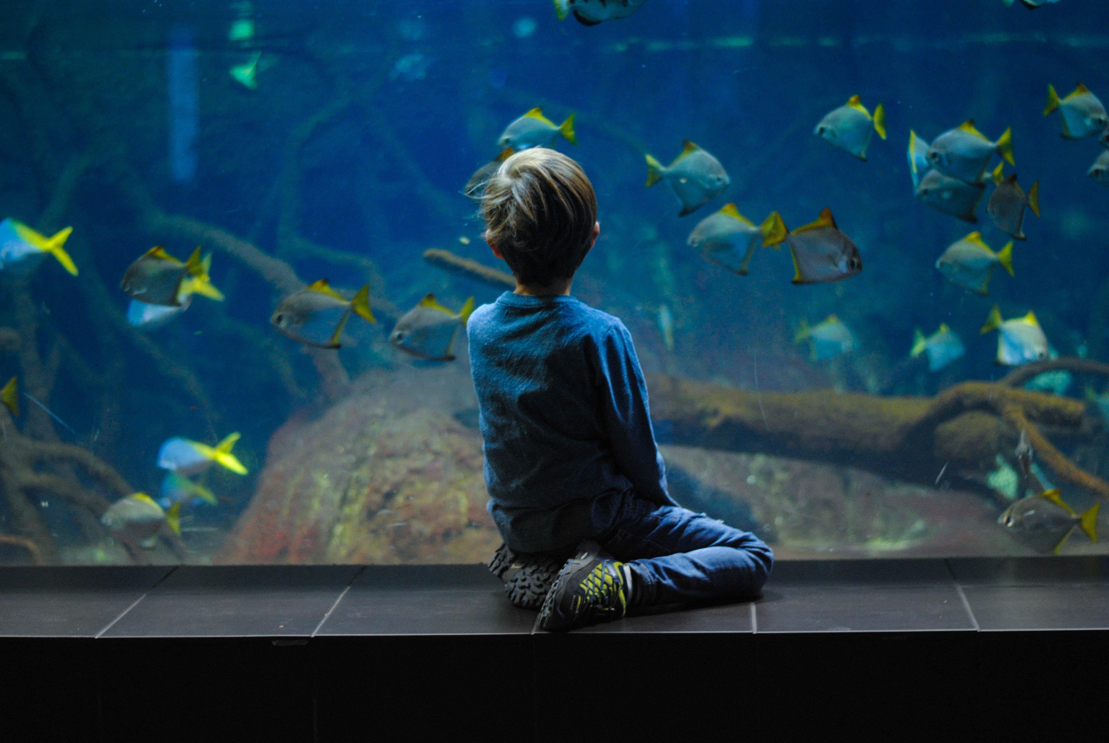 Un enfant au musée océanographique de Monaco