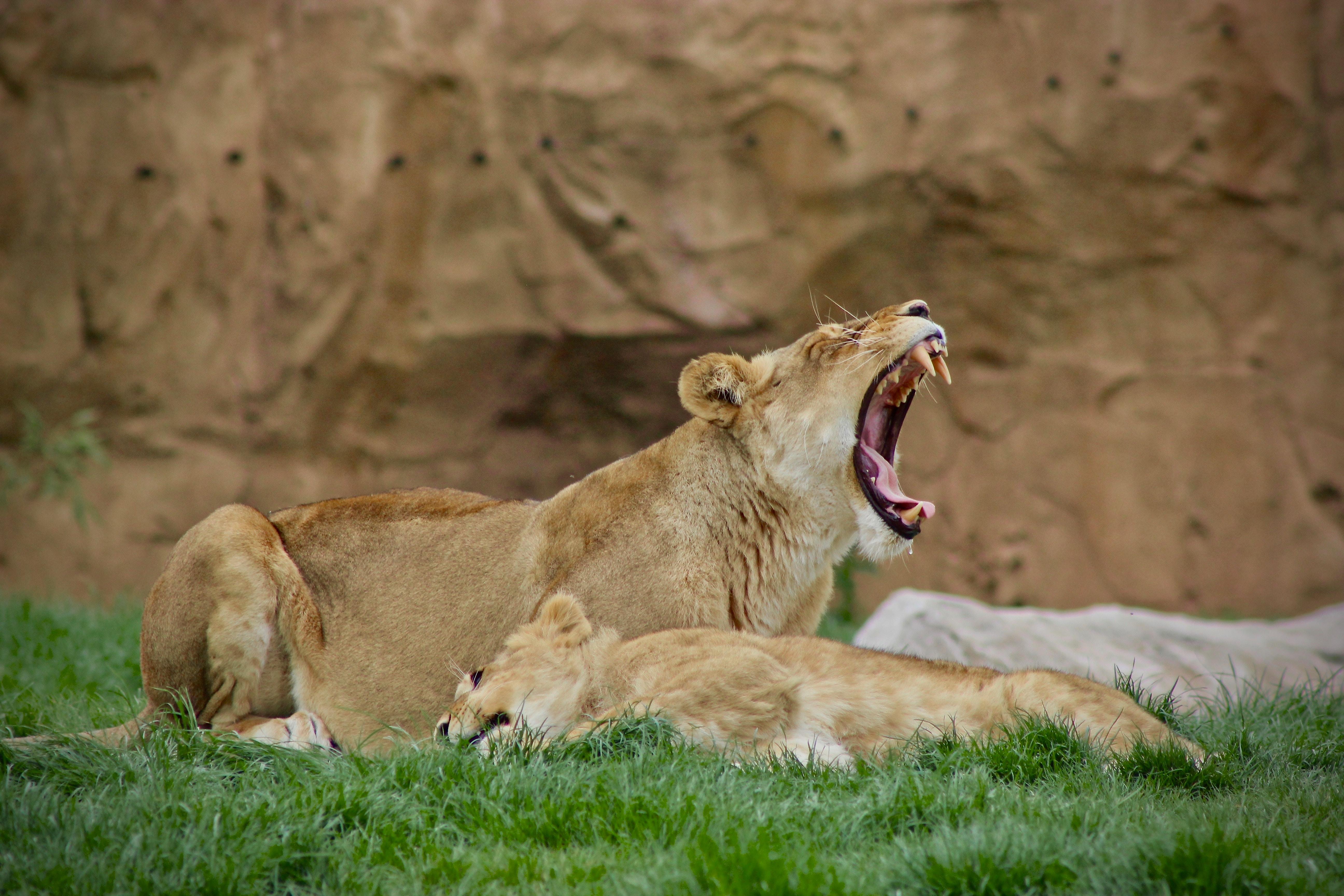 Les lions du zoo de Beauval