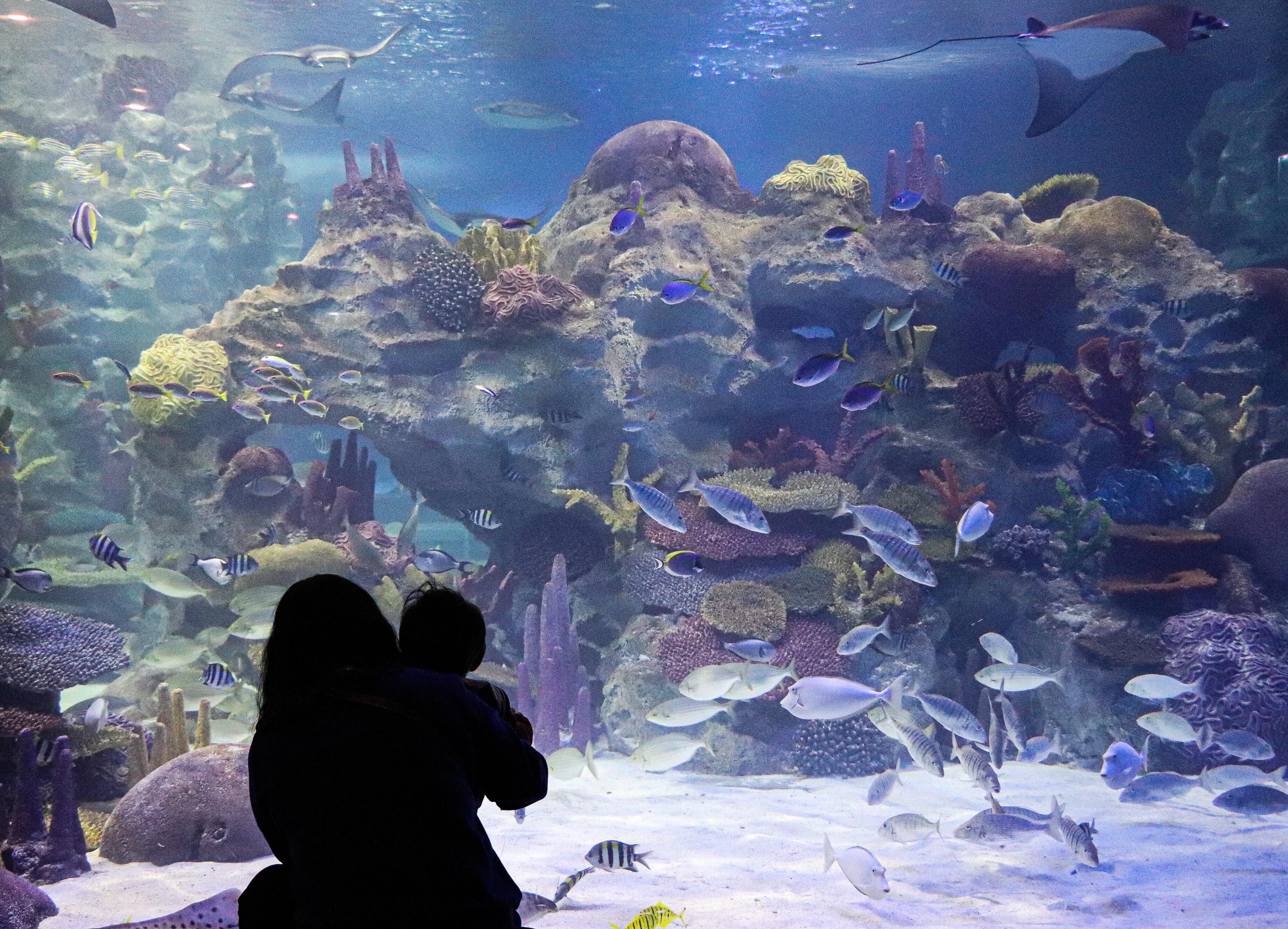 L’Aquarium Sea life Val d’Europe