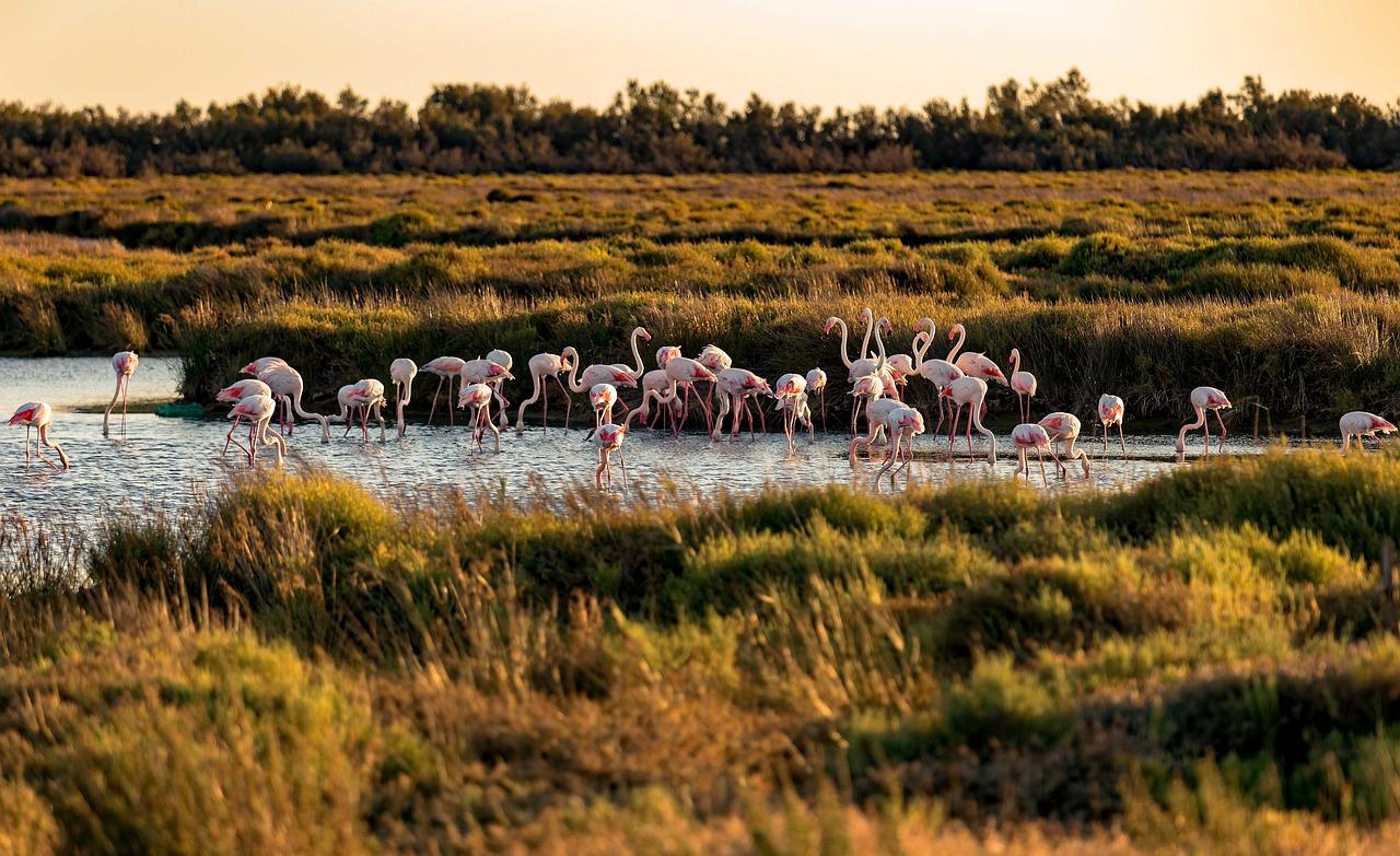 La Camargue