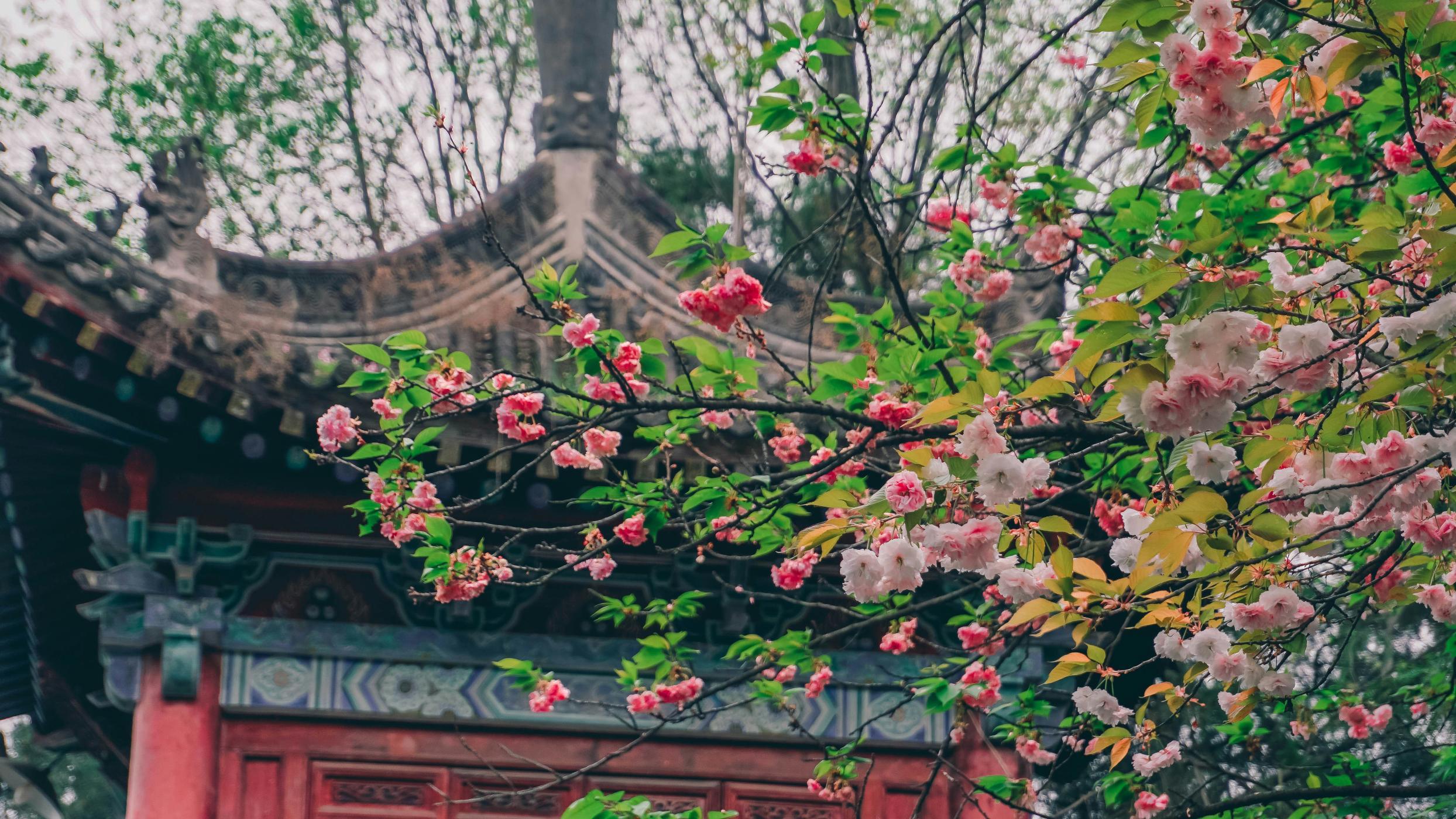 Le printemps, la meilleure période pour visiter Chengdu 