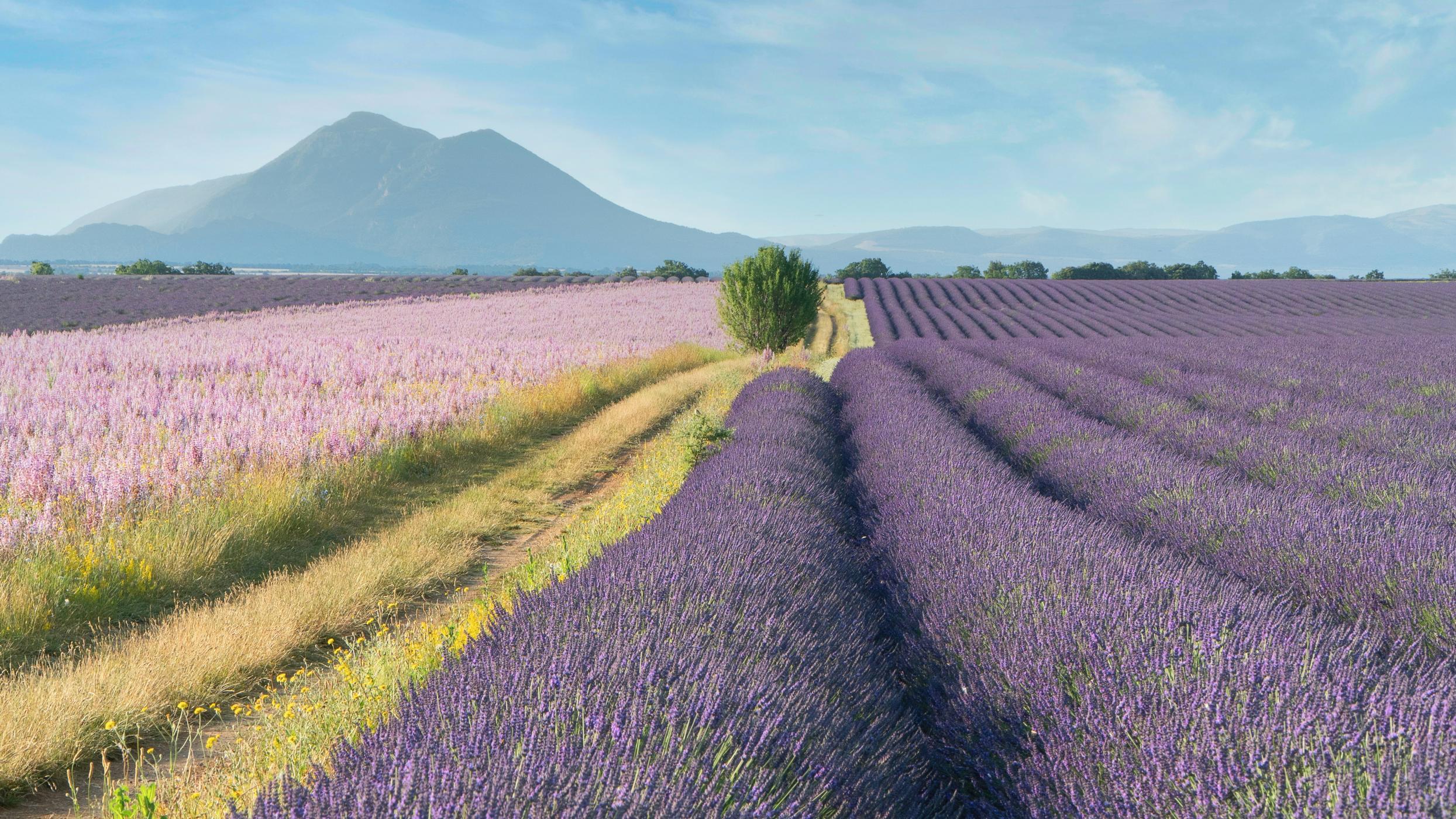 Un champ de lavande à Valensole, en Provence 