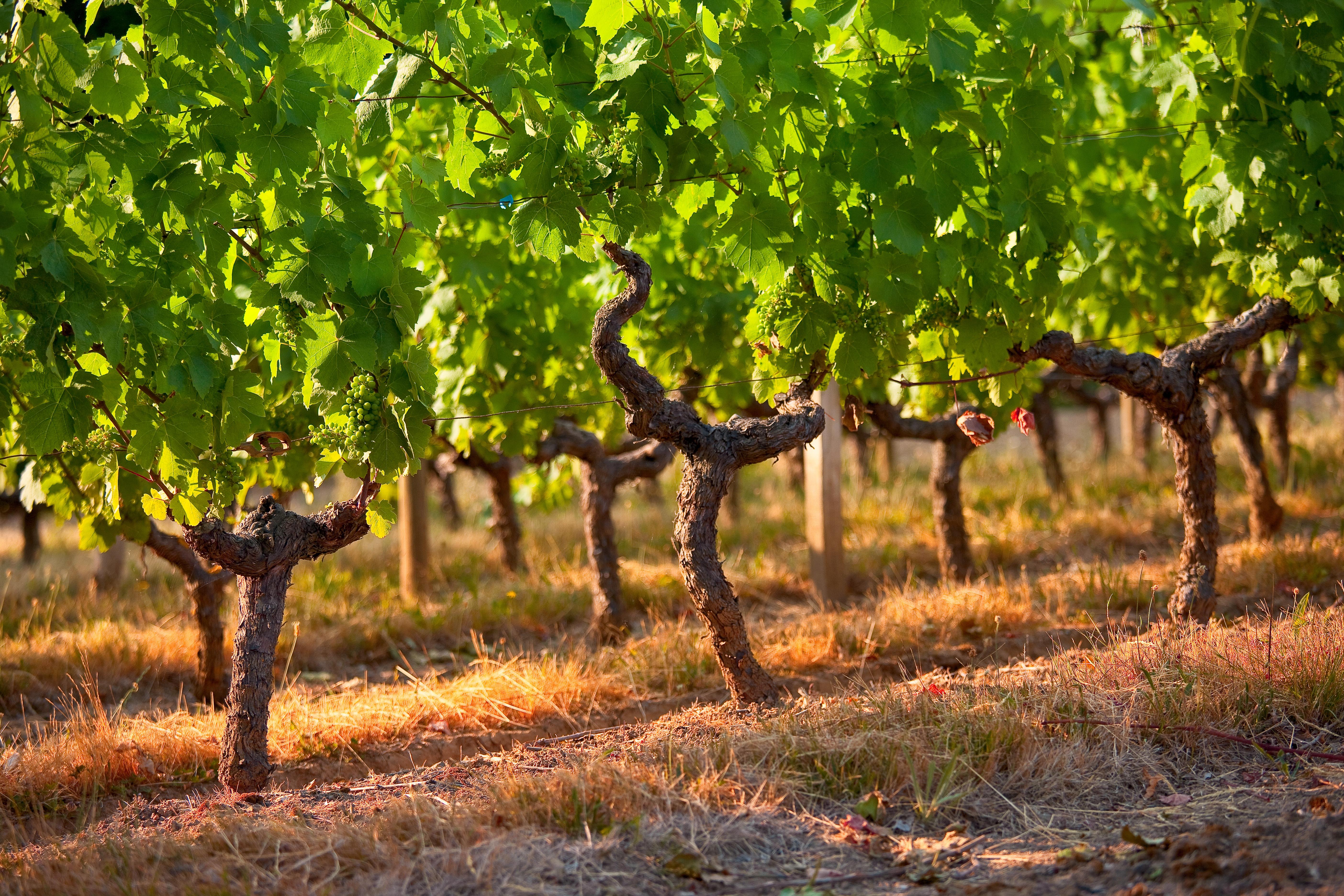 Visiter les vignobles bordelais