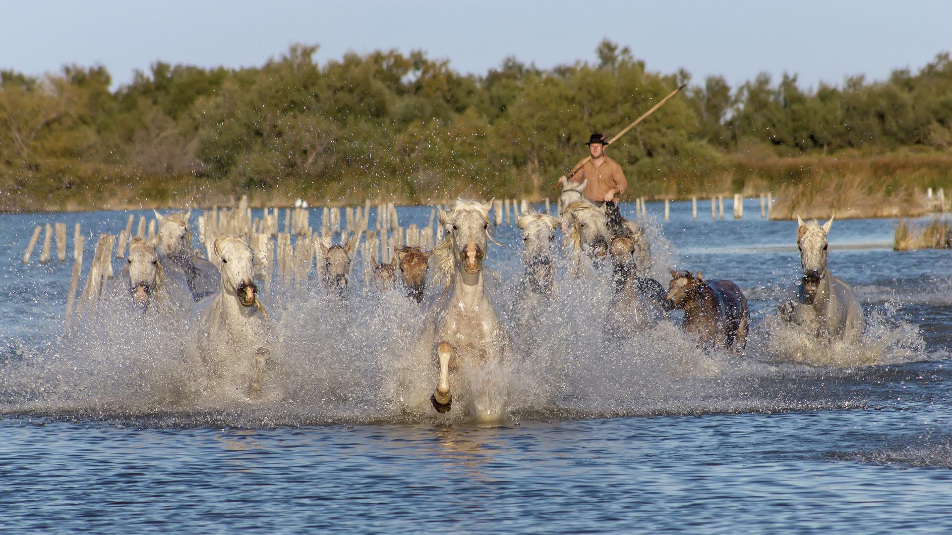 Cavalcade en Camargue