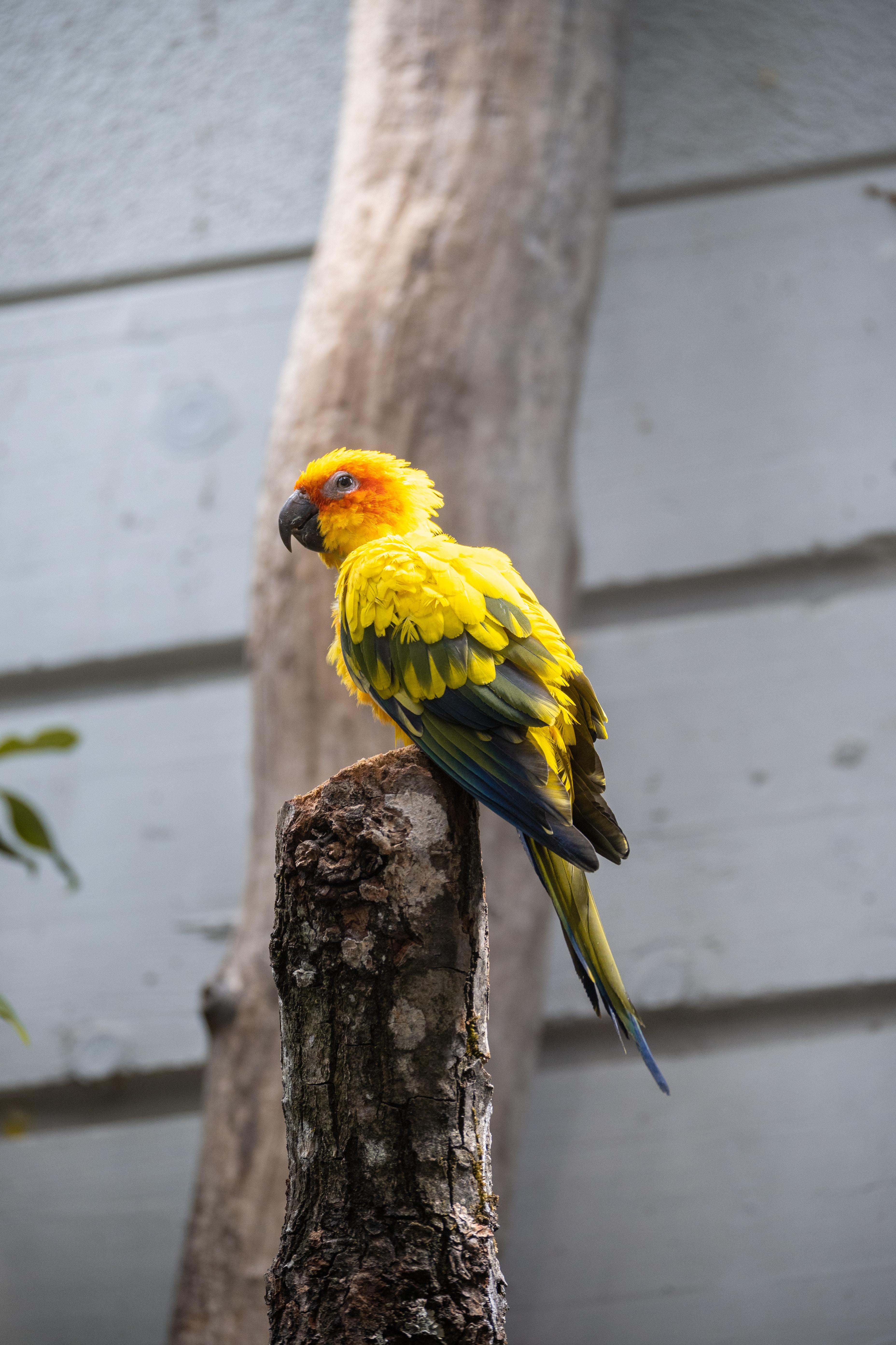 Les oiseaux du zoo de Beauval