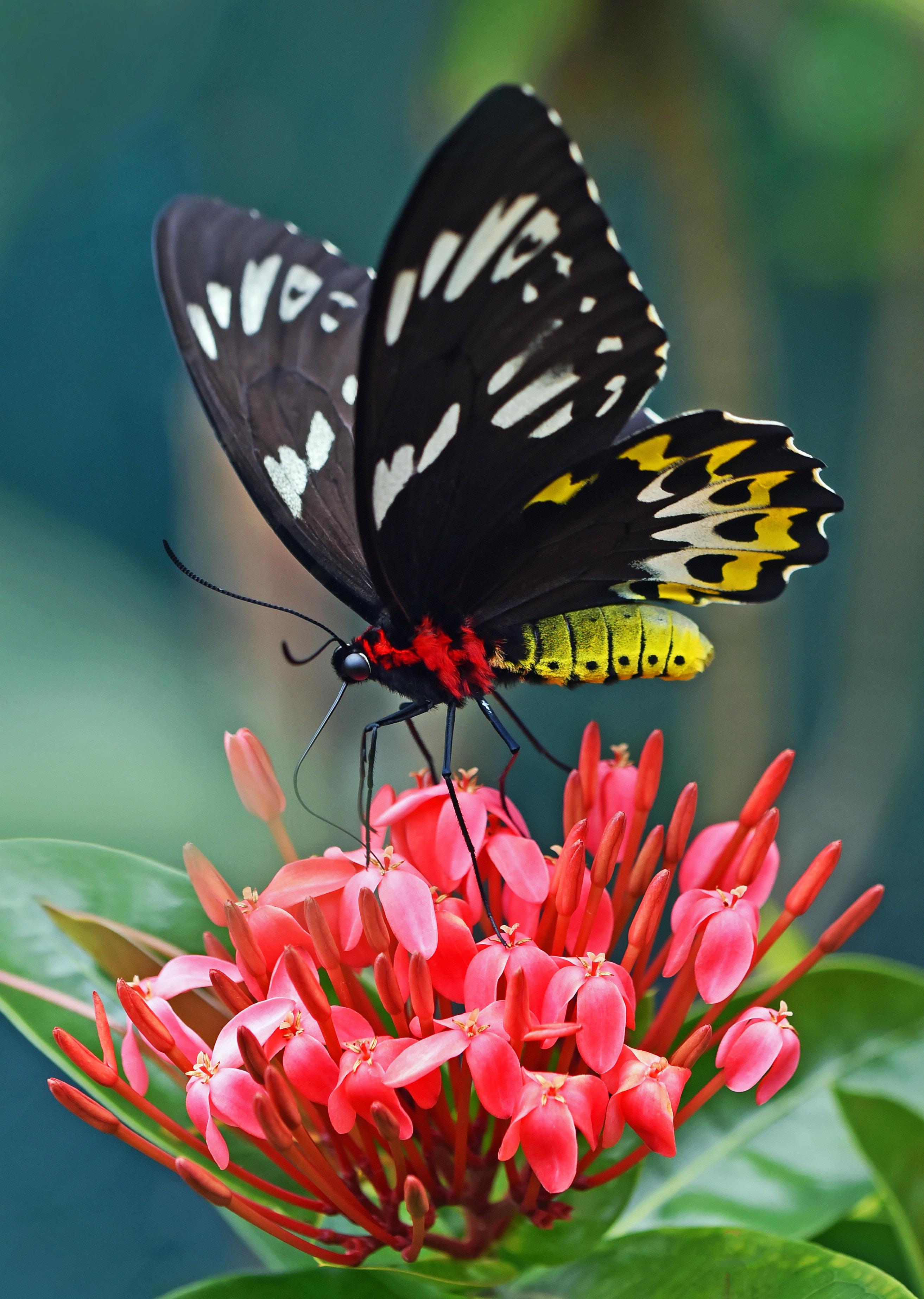 Le jardin des papillons du zoo d'Anvers